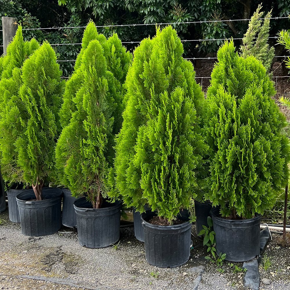 Columnar Arborvitae Columnaris Plant – Buy Now! – Ladybird Nursery