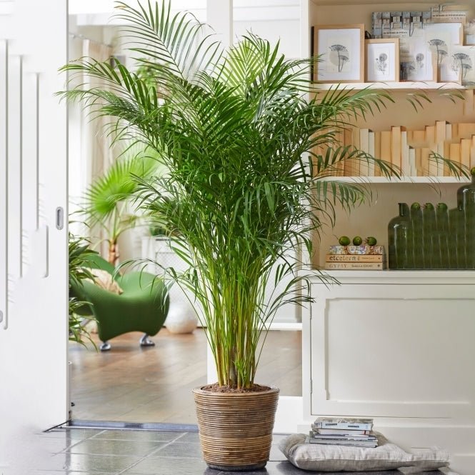 Areca Palm Multi planted (Dypsis lutescens) - Ladybird Nursery