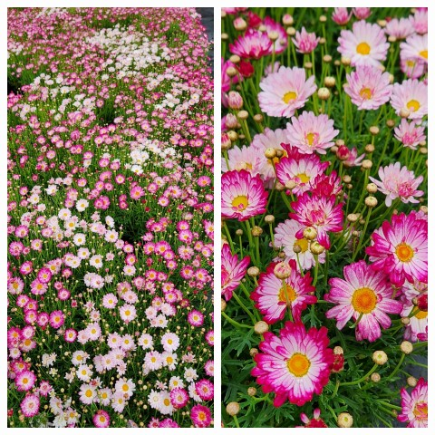Daisy Bicolour Rose (Argyranthemum) - Ladybird Nursery
