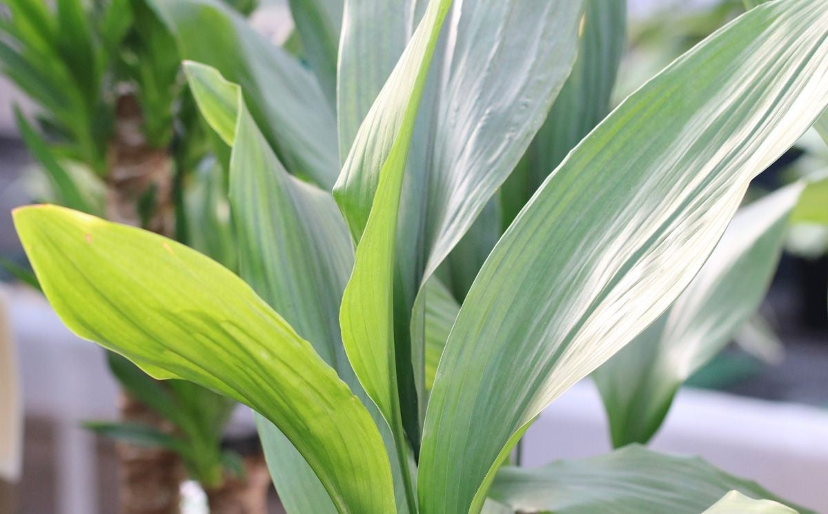 Cast Iron Plant (Aspidistra elatior)