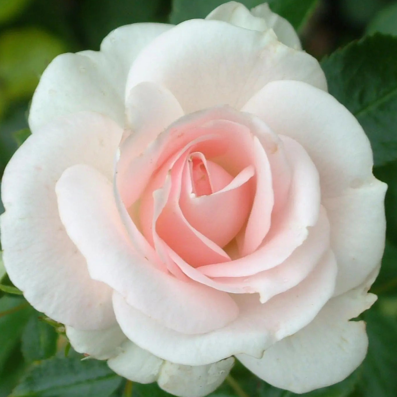 Rose ‘Aspirin Floribunda’ 2ft Standard - Ladybird Nursery