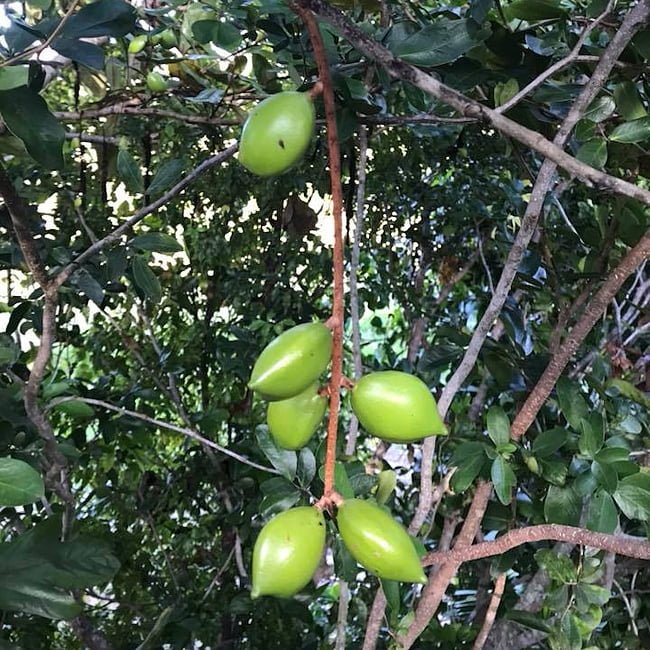 Atherton Almond/Oak - Ladybird Nursery