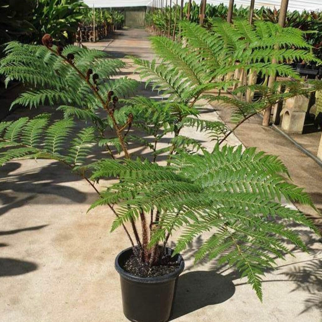 Tree Fern (Cyathea cooperi) PICK UP ONLY - Ladybird Nursery