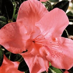 Azalea Coral Wings - Ladybird Nursery