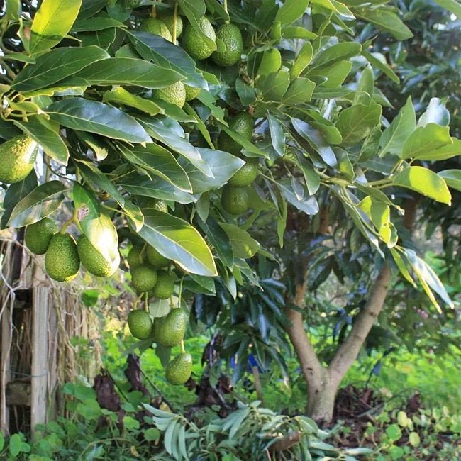 Avocado Fuerte (B Type) - Ladybird Nursery