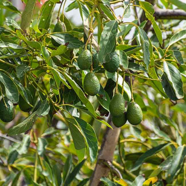 Avocado Hazzard (A Type) (PICK UP ONLY) - Ladybird Nursery