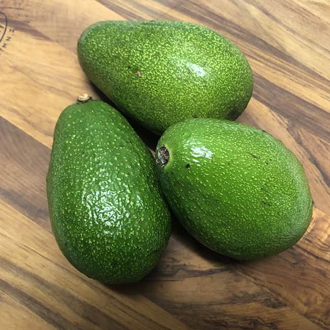 Avocado Willard (A Type) Velvick rootstock