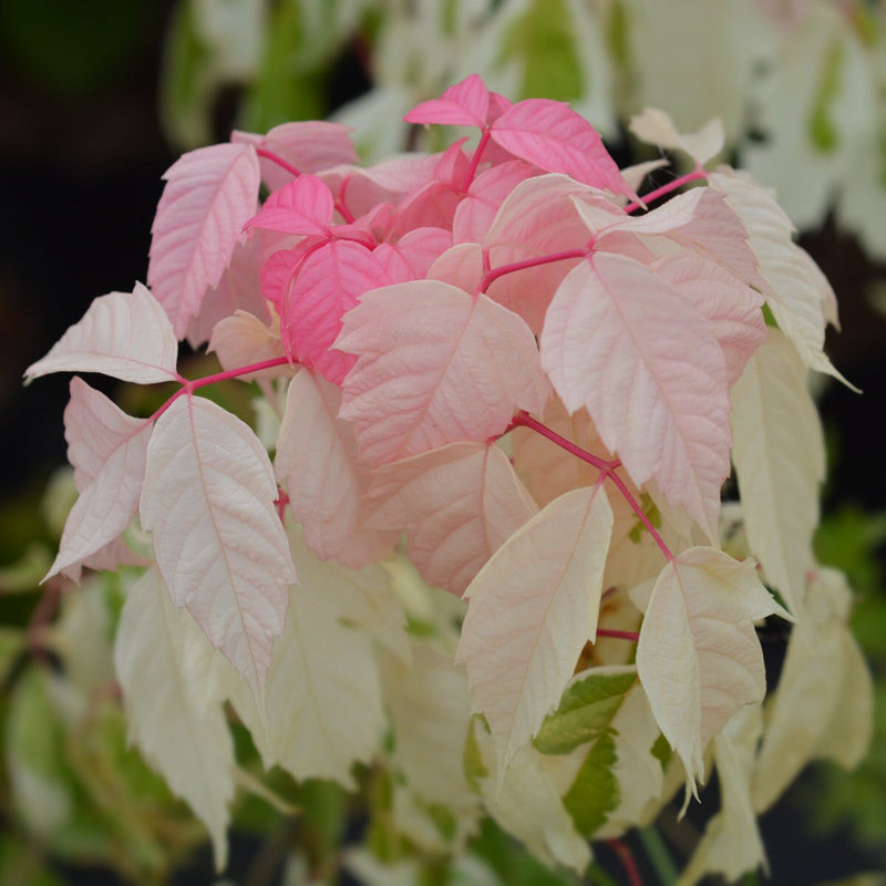 Box Elder Pink Flamingo Maple (Acer negundo)