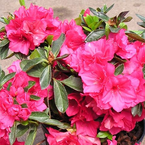 Azalea indica Only One Earth - Ladybird Nursery