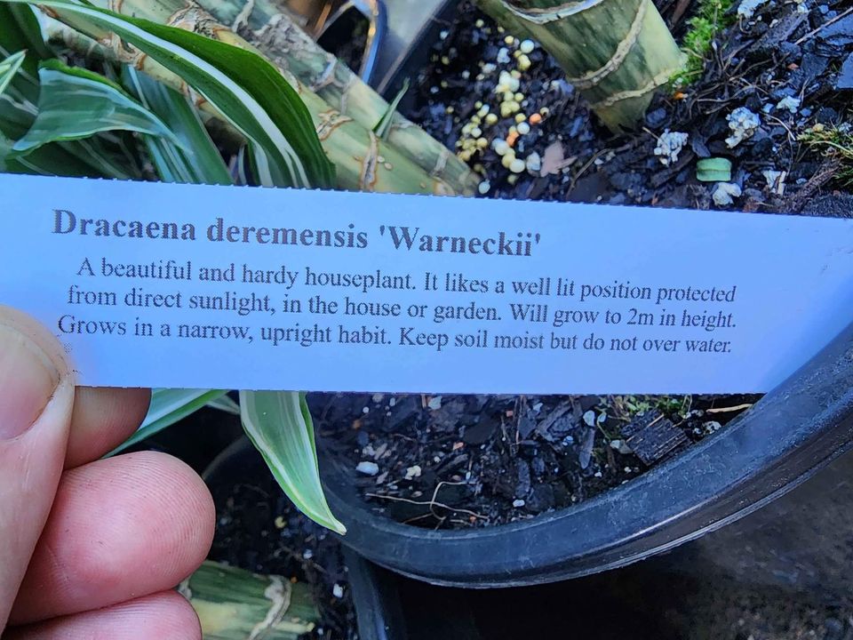 Dracaena - Ladybird Nursery
