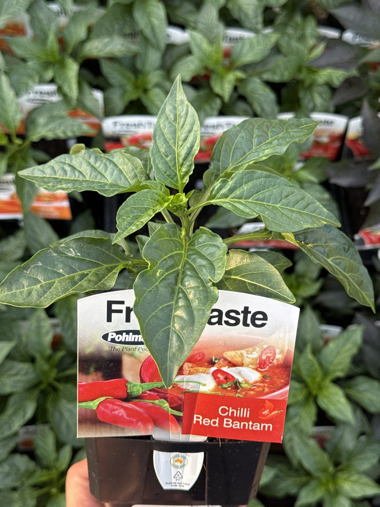 Chilli ‘Red Bantam’