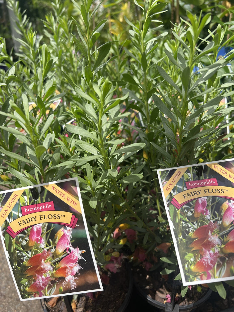 Fairy Floss (Eremophila)