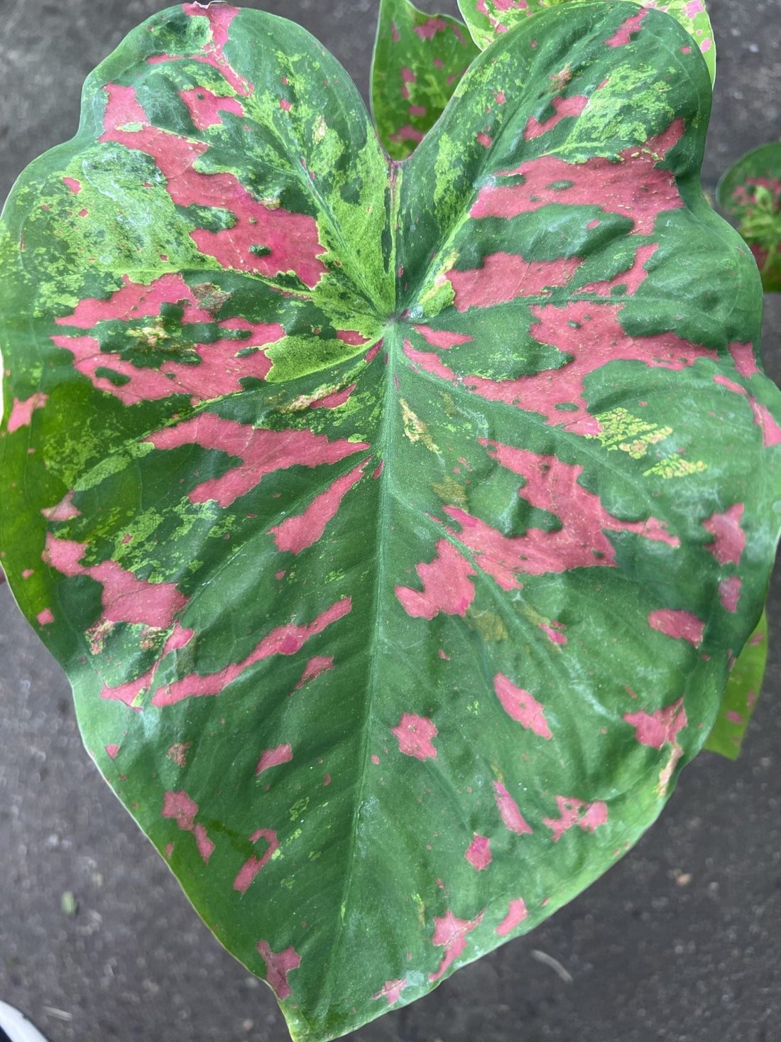 Caladium Raspberry Moon 140mm - Ladybird Nursery