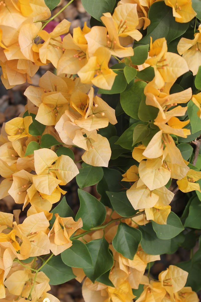 Bougainvillea 'Siggi' (Bougainvillea Bambino™) - Ladybird Nursery