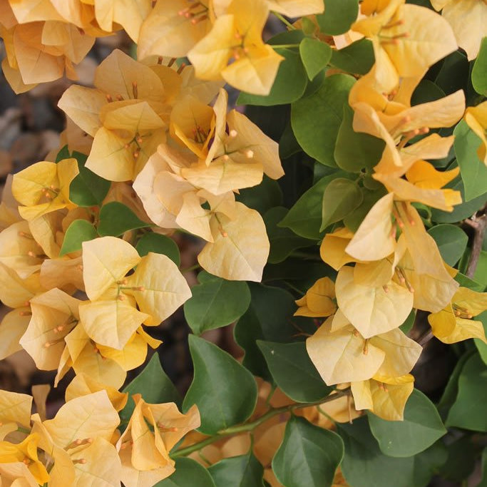 Bougainvillea 'Siggi' (Bougainvillea Bambino™) - Ladybird Nursery