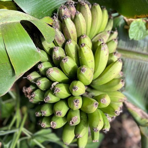 Super Dwarf Banana 'Cavendish' QLD ONLY - Ladybird Nursery