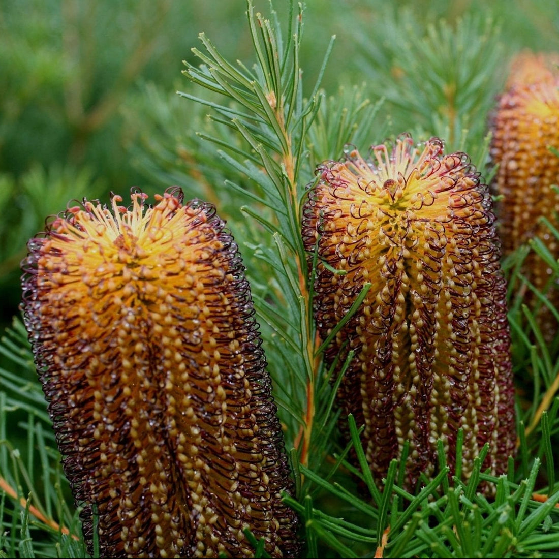 Bush Candles Banksia (Banksia spinulosa) - Ladybird Nursery