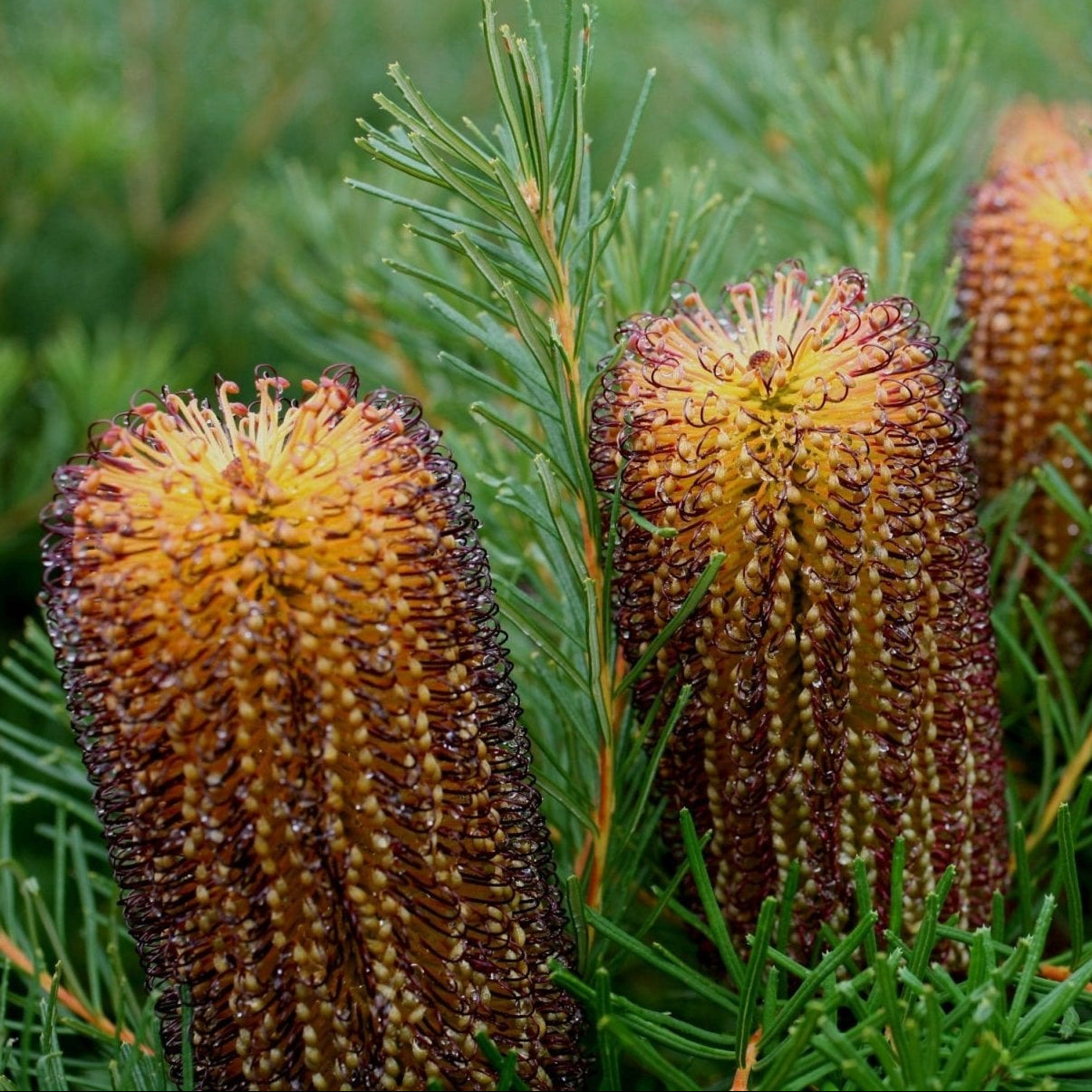 Bush Candles Banksia (Banksia spinulosa) - Ladybird Nursery