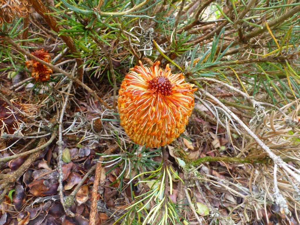 Coarse Banksia (Banksia grossa) - Ladybird Nursery