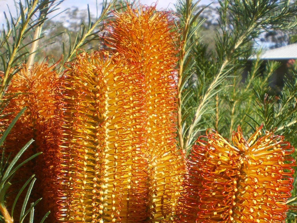 Banksia 'Bird Song' - Ladybird Nursery