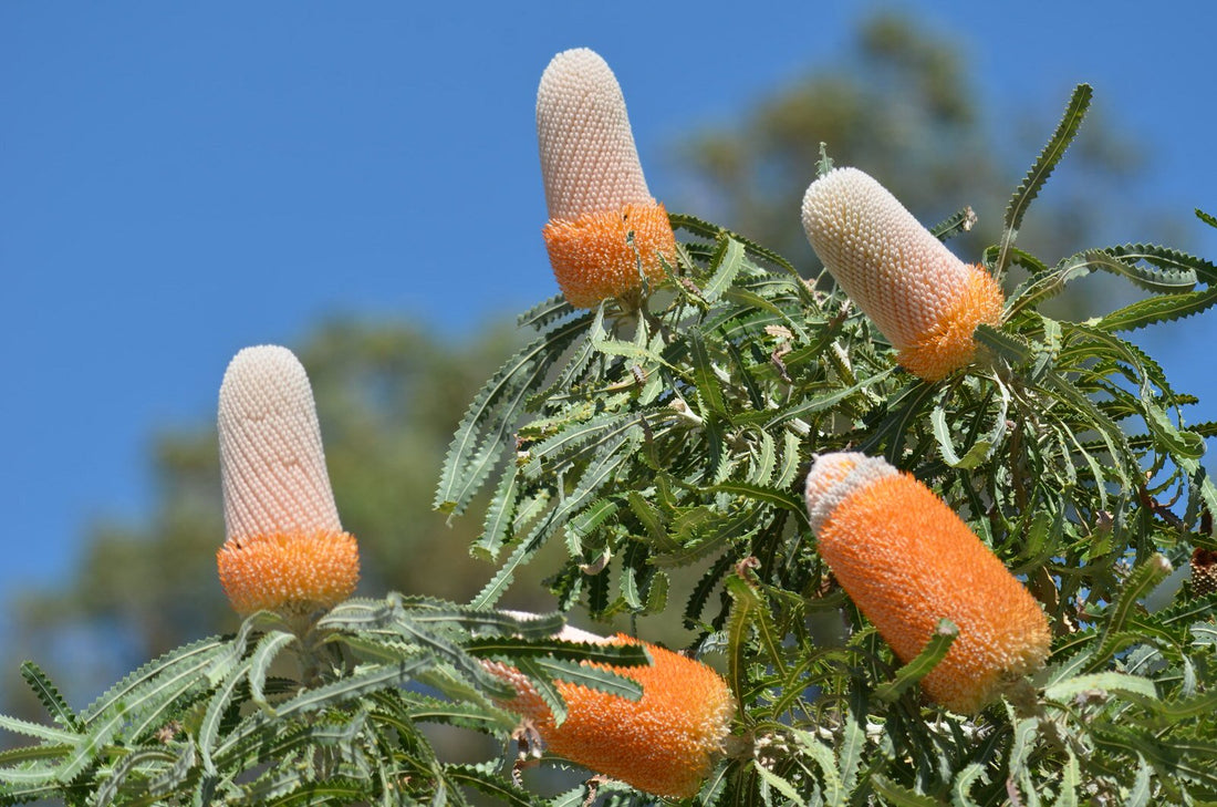 Dwarf Acorn Banksia (Banksia prionotes) - Ladybird Nursery