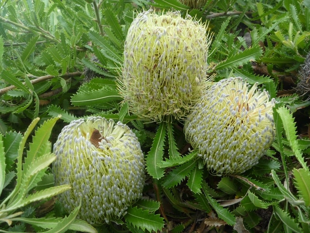 Pygmy Possum Banksia (Banksia serrata) - Ladybird Nursery