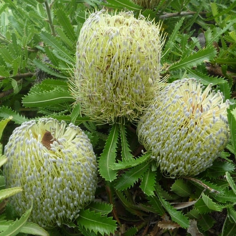 Pygmy Possum Banksia (Banksia serrata) - Ladybird Nursery