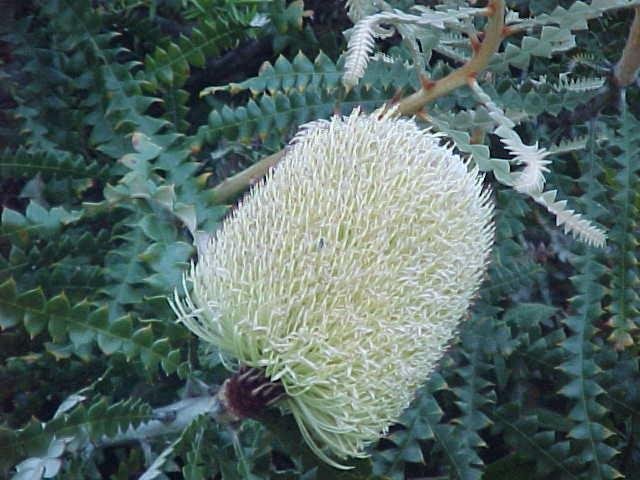 Showy Banksia (Banksia speciosa) - Ladybird Nursery