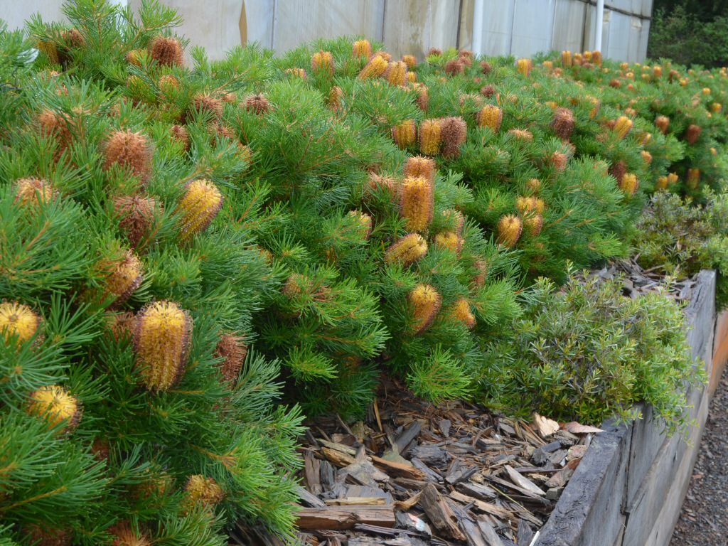 Dwarf Hairpin Banksia (Banksia spinulosa) - Ladybird Nursery