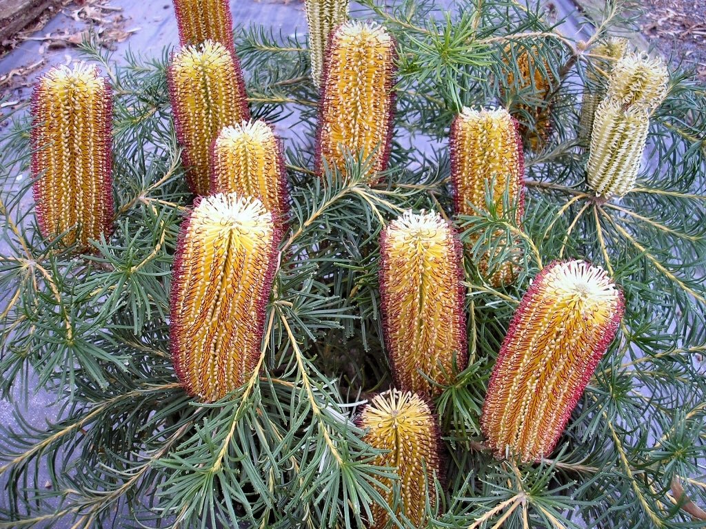 Banksia 'Cherry Candles' (Banksia spinulosa) - Ladybird Nursery