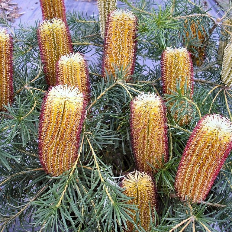 Banksia 'Cherry Candles' (Banksia spinulosa) - Ladybird Nursery