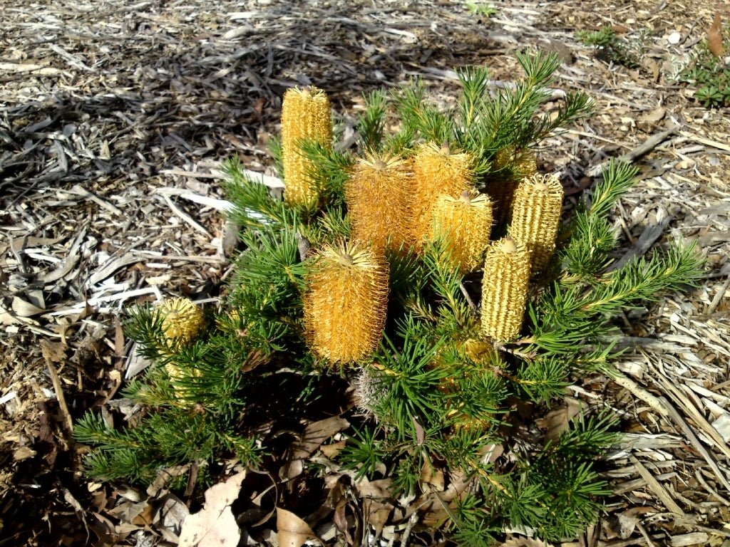 Banksia 'Bold and Gold' (Banksia spinulosa) - Ladybird Nursery