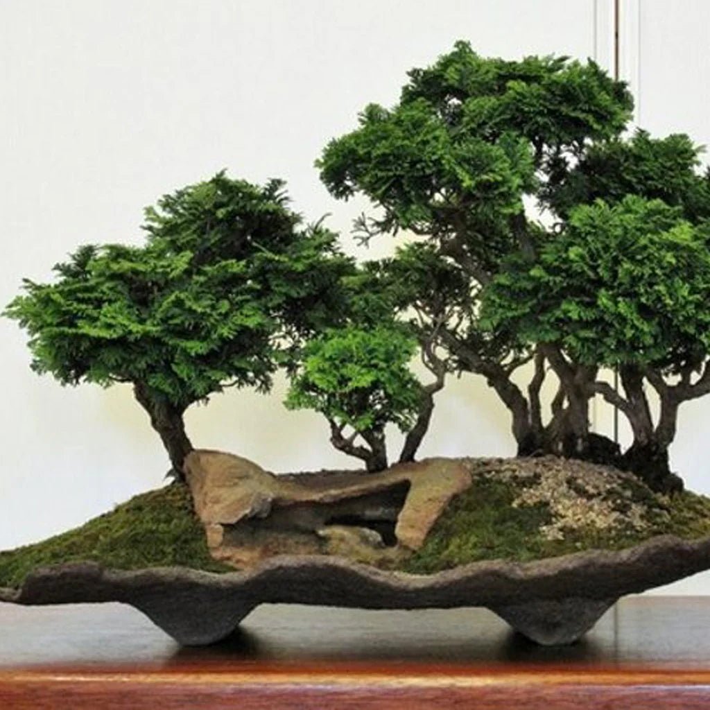 Hinoki Cypress Kosterii (Chamaecyparis obtusa) - Bonsai starter - Ladybird Nursery