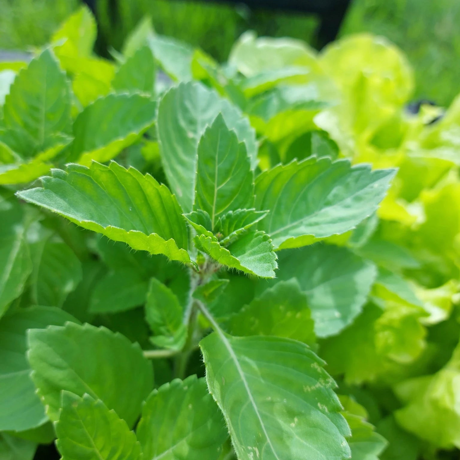 Basil 'Holy' (Ocimum tenuiflorum) - Ladybird Nursery