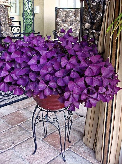 Purple Shamrock Purpurea (Oxalis triangularis) Pickup ONLY - Ladybird Nursery