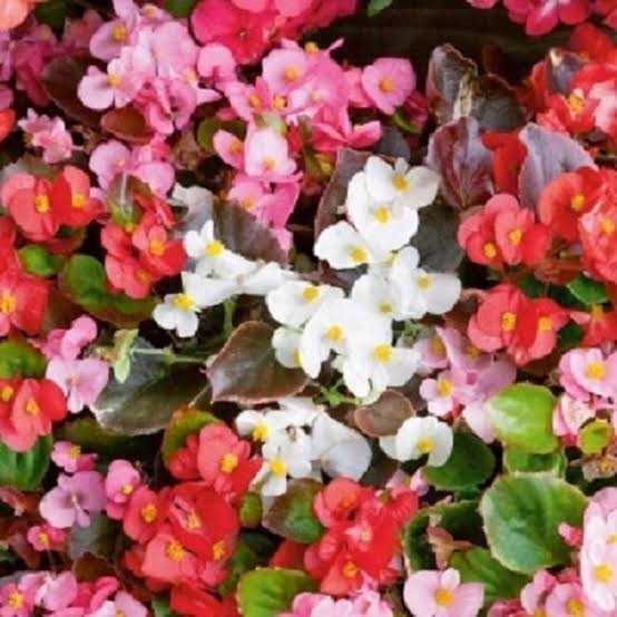 Begonia Ambassador Mix