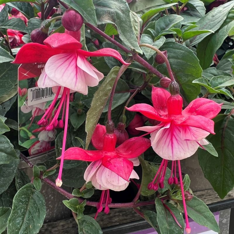 Fuchsia 'Bella Hilda'