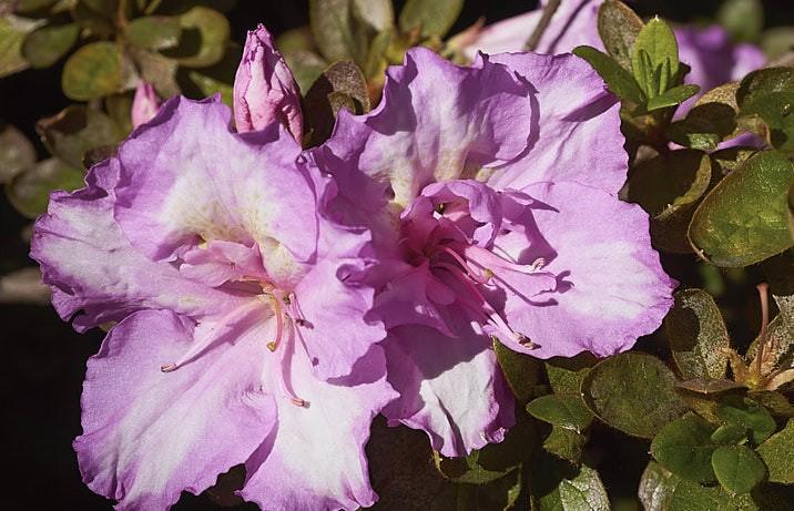 Azalea Rosa Belton - Ladybird Nursery