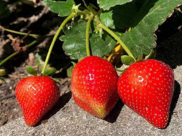 Strawberry 'Beltran'