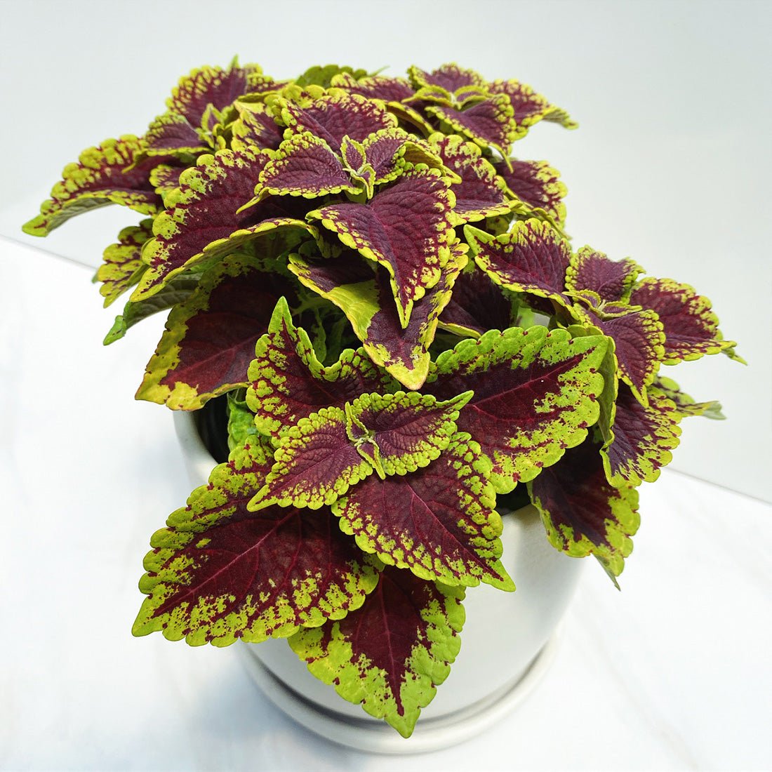 Coleus Coleosaurus - Ladybird Nursery