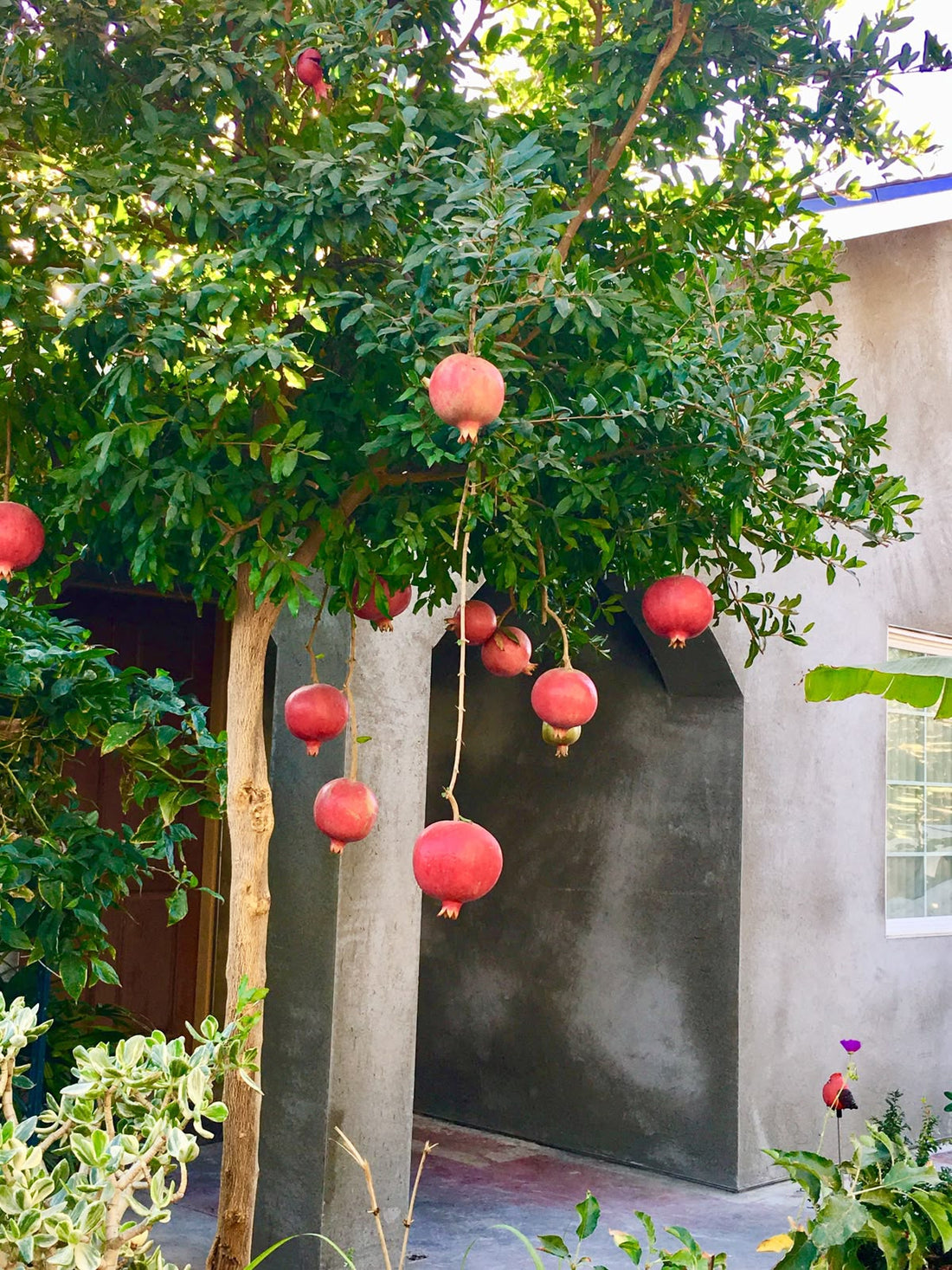 Wonderful Pomegranate - Large - Ladybird Nursery