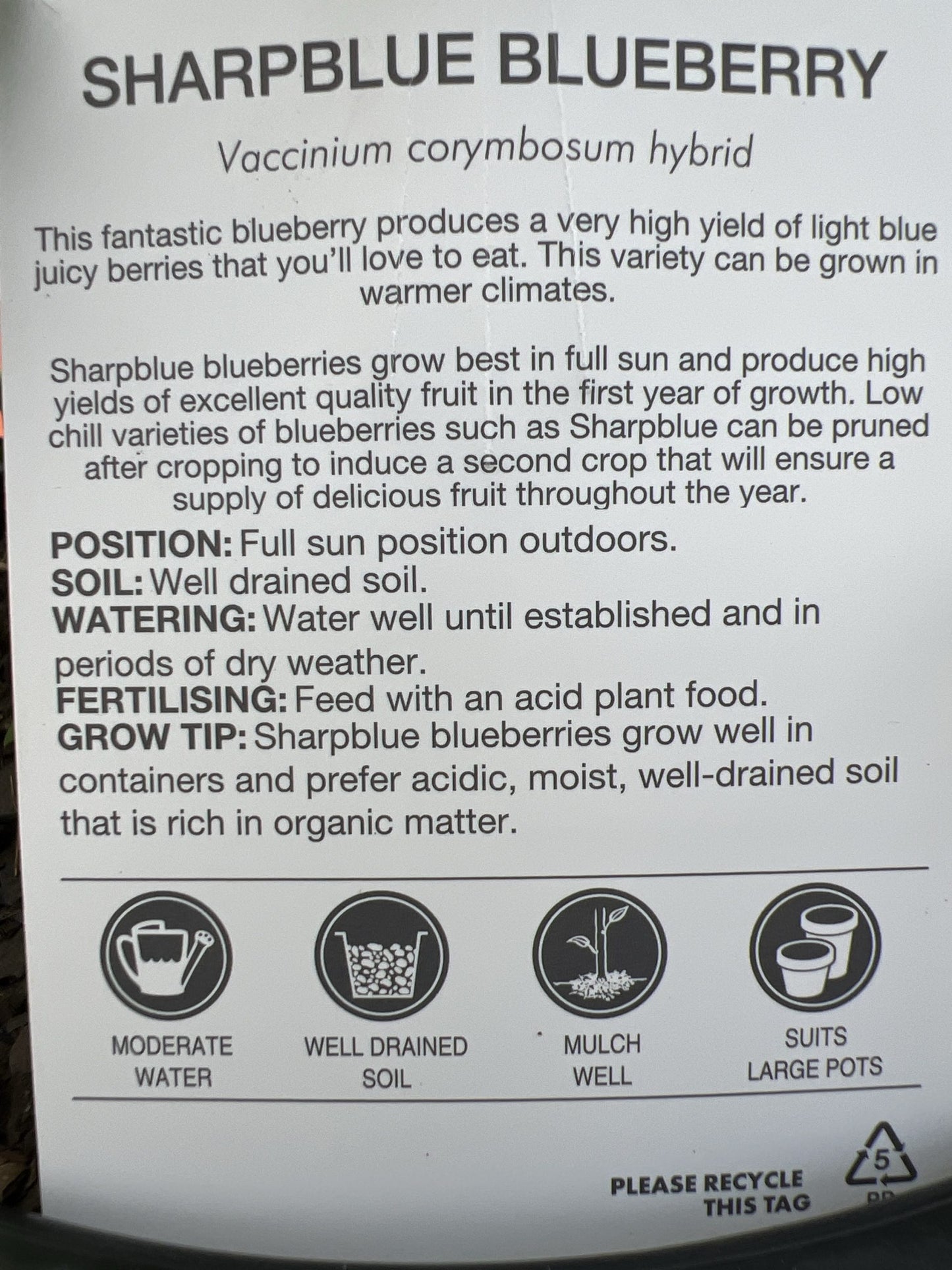 Blueberry Sharpe Blue 330mm PICK UP ONLY (Wine Barrel)