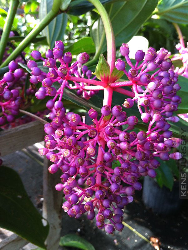 Medinilla 'Bicolour' (Medinilla bicolor Merr) - Ladybird Nursery