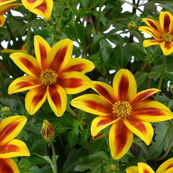Bidens ferulifolia 'Blazing Star'