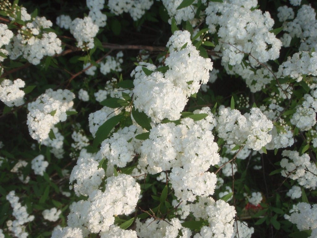 Double Flowering May (Spiraea) - Ladybird Nursery