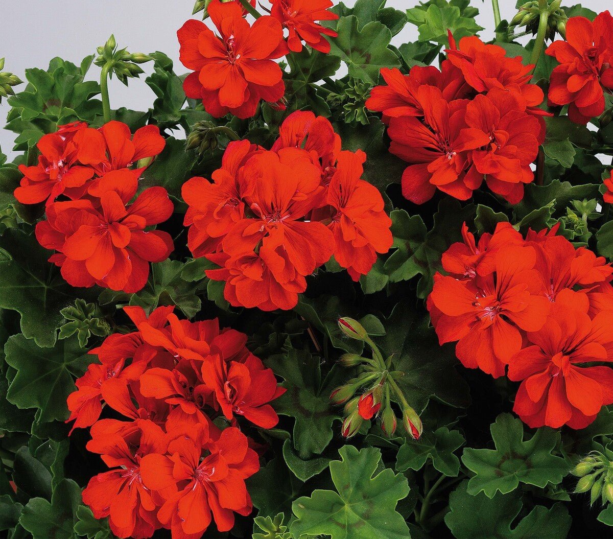Geranium 'Big Red' - Ladybird Nursery