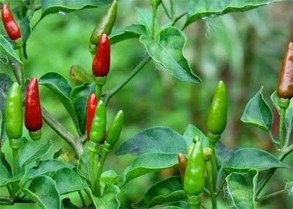 Birdseye Chilli - Ladybird Nursery