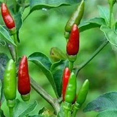 Birdseye Chilli - Ladybird Nursery