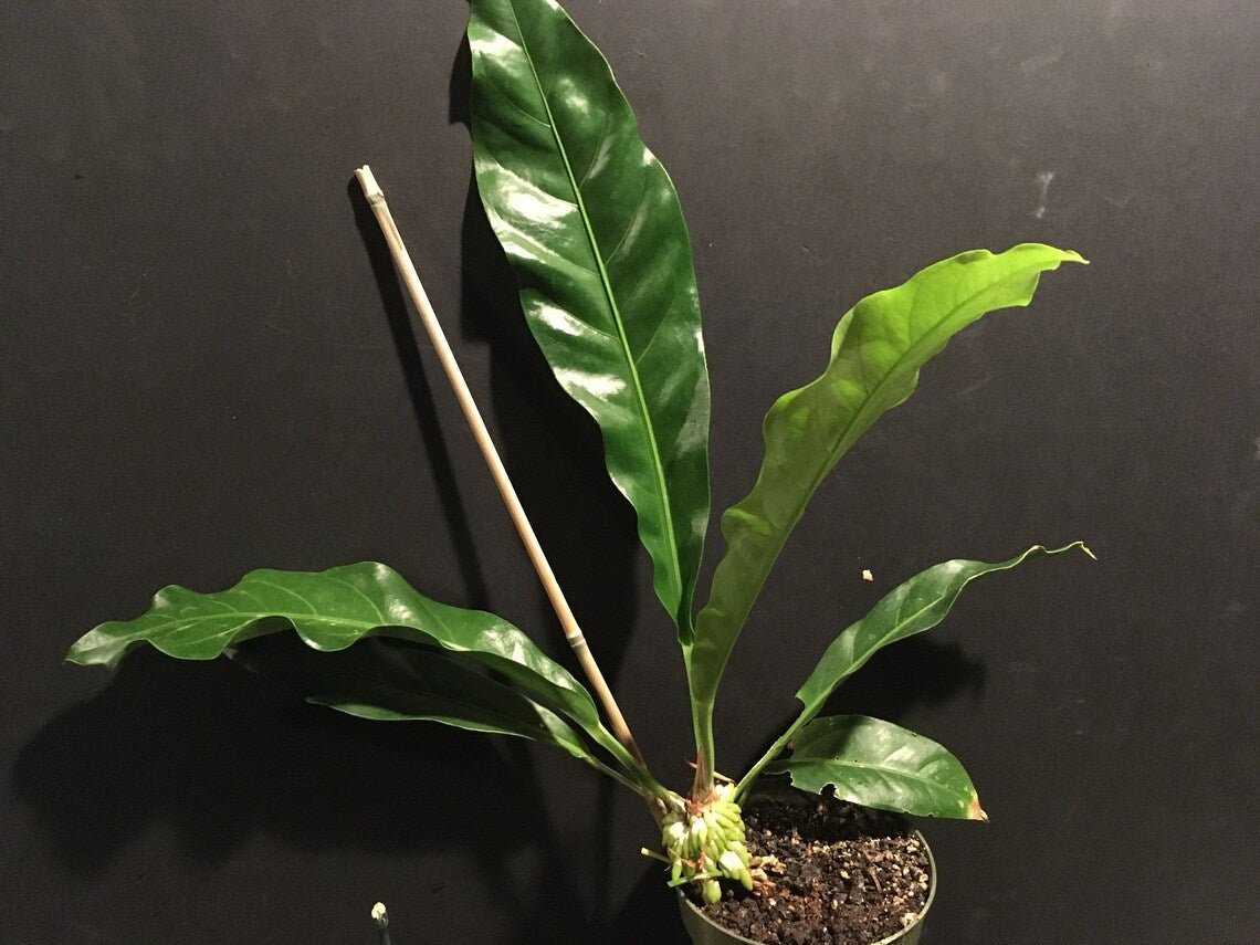 Bird's Nest Anthurium (Anthurium balaoanum) - Ladybird Nursery