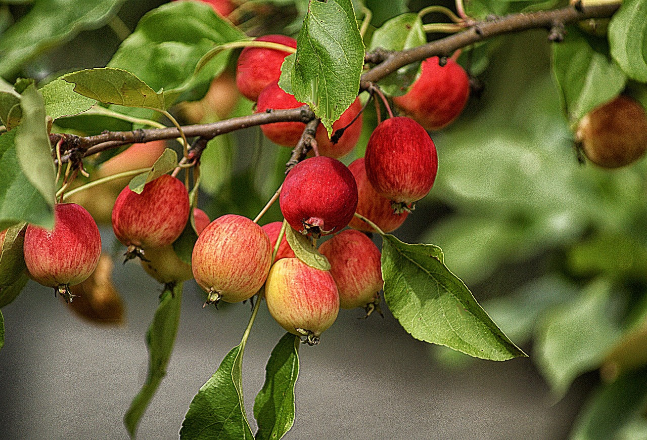 Semi Dwarf Apple 'Bite Size'